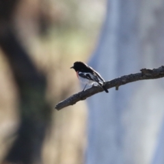 Petroica boodang at Gordon, ACT - 6 Jul 2023 12:31 PM