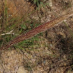 Dichelachne crinita (Long-hair Plume Grass) at Dry Plain, NSW - 14 Mar 2022 by AndyRoo