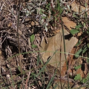 Dichelachne crinita at Dry Plain, NSW - 14 Mar 2022