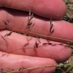 Eragrostis brownii (Common Love Grass) at Dry Plain, NSW - 14 Mar 2022 by AndyRoo