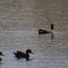 Anas gracilis (Grey Teal) at Dry Plain, NSW - 14 Mar 2022 by AndyRoo