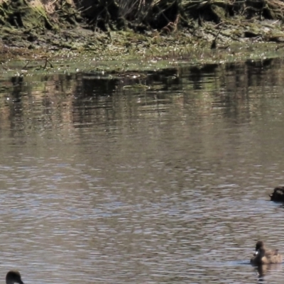 Anas superciliosa (Pacific Black Duck) at Dry Plain, NSW - 14 Mar 2022 by AndyRoo