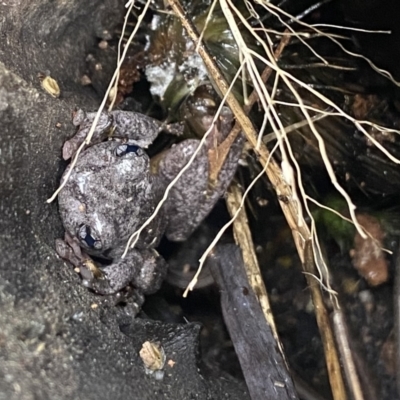 Litoria peronii (Peron's Tree Frog, Emerald Spotted Tree Frog) at Wanniassa, ACT - 4 Jul 2023 by Shazw