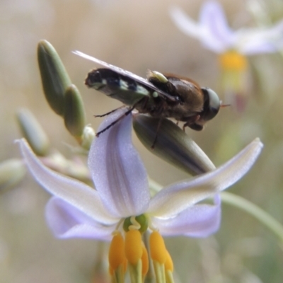 Odontomyia hunteri (Soldier fly) at Pollinator-friendly garden Conder - 14 Dec 2022 by michaelb