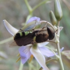 Odontomyia hunteri at Conder, ACT - 14 Dec 2022