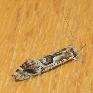 Moerarchis inconcisella at Conder, ACT - 23 Dec 2022