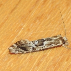 Moerarchis inconcisella at Conder, ACT - 23 Dec 2022 09:23 PM