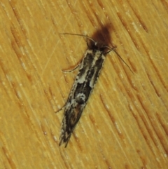 Moerarchis inconcisella at Conder, ACT - 23 Dec 2022 09:23 PM