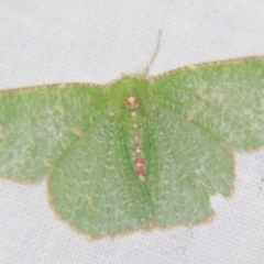 Eucyclodes metaspila (Insccribed Emerald) at Sheldon, QLD - 2 Apr 2011 by PJH123