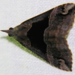 Hypena gonospilalis (Hypeninae) at Sheldon, QLD - 2 Apr 2011 by PJH123