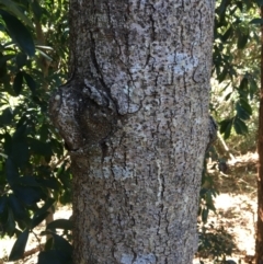 Rhodosphaera rhodanthema (Deep Yellowwood) at The Gap, QLD - 7 Jul 2023 by PatenP