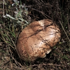 Agaricus sp. (Agaricus) at Dry Plain, NSW - 14 Mar 2022 by AndyRoo