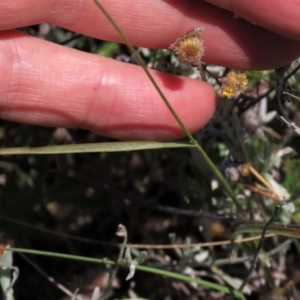 Enneapogon nigricans at Dry Plain, NSW - 14 Mar 2022