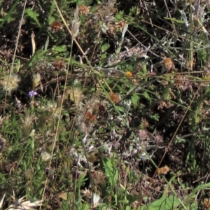 Enneapogon nigricans at Dry Plain, NSW - 14 Mar 2022