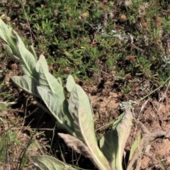 Verbascum thapsus subsp. thapsus (Great Mullein, Aaron's Rod) at Dry Plain, NSW - 14 Mar 2022 by AndyRoo