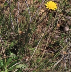 Hypochaeris radicata (Cat's Ear, Flatweed) at Dry Plain, NSW - 14 Mar 2022 by AndyRoo