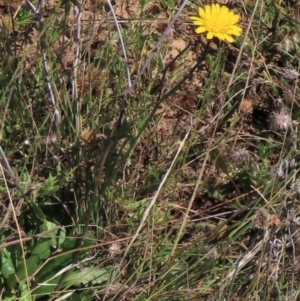 Hypochaeris radicata at Dry Plain, NSW - 14 Mar 2022