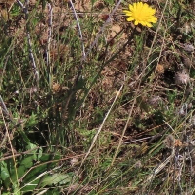 Hypochaeris radicata (Cat's Ear, Flatweed) at Dry Plain, NSW - 14 Mar 2022 by AndyRoo