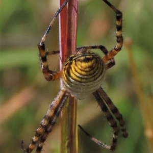 Argiope trifasciata at Dry Plain, NSW - 14 Mar 2022 01:11 PM