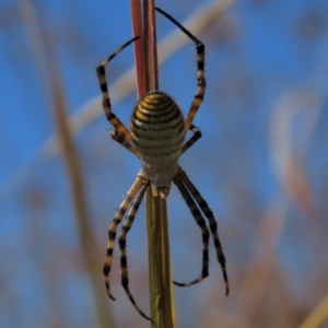 Argiope trifasciata at Dry Plain, NSW - 14 Mar 2022