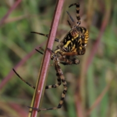 Argiope trifasciata at Dry Plain, NSW - 14 Mar 2022