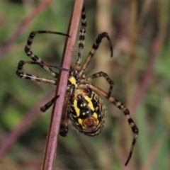 Argiope trifasciata at Dry Plain, NSW - 14 Mar 2022 01:11 PM