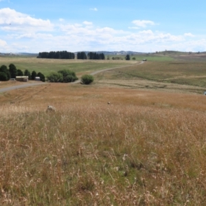 Themeda triandra at Dry Plain, NSW - 14 Mar 2022