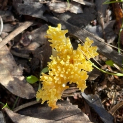 Ramaria sp. (genus) (A Coral fungus) at Hackett, ACT - 7 Jul 2023 by Evie