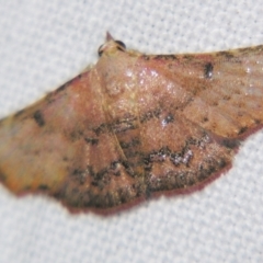 Corgatha dipyra (Common Hookwing) at Sheldon, QLD - 2 Apr 2011 by PJH123