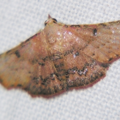 Corgatha dipyra (Common Hookwing) at Sheldon, QLD - 2 Apr 2011 by PJH123