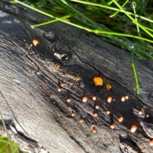 Heterotextus sp. at Hackett, ACT - 7 Jul 2023 02:28 PM