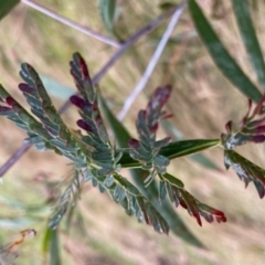Acacia (genus) (A Wattle) at Hackett, ACT - 7 Jul 2023 by Evie