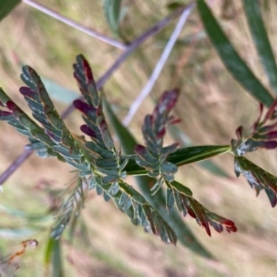 Acacia (genus) (A Wattle) at Hackett, ACT - 7 Jul 2023 by Evie