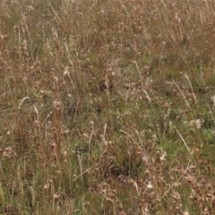 Dichelachne sp. (Plume Grasses) at Dry Plain, NSW - 14 Mar 2022 by AndyRoo