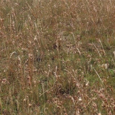 Dichelachne (genus) (Plume Grasses) at Dry Plain, NSW - 14 Mar 2022 by AndyRoo