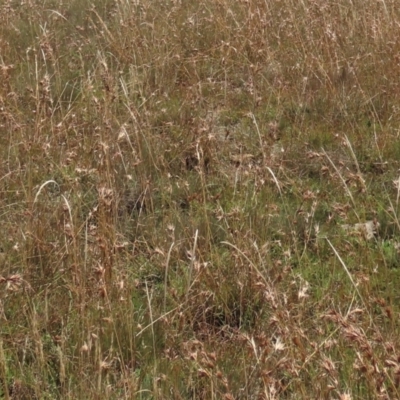 Dichelachne sp. (Plume Grasses) at Dry Plain, NSW - 14 Mar 2022 by AndyRoo