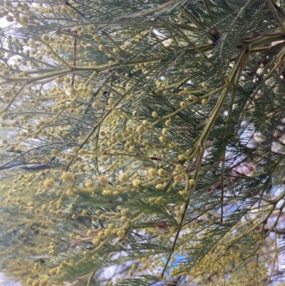 Acacia decurrens (Green Wattle) at Berrima, NSW - 6 Jul 2023 by Baronia