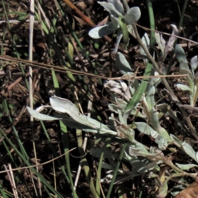 Chrysocephalum apiculatum (Common Everlasting) at Dry Plain, NSW - 14 Mar 2022 by AndyRoo