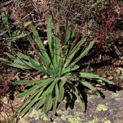 Plantago hispida (Hairy Plantain) at Dry Plain, NSW - 14 Mar 2022 by AndyRoo