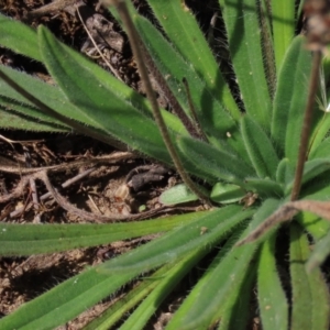 Plantago hispida at Dry Plain, NSW - 14 Mar 2022