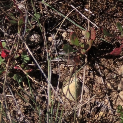 Rumex acetosella (Sheep Sorrel) at Top Hut TSR - 14 Mar 2022 by AndyRoo