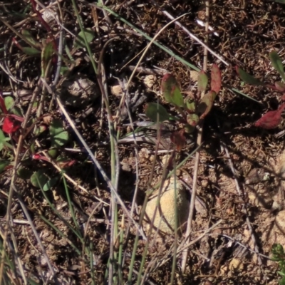 Rumex acetosella (Sheep Sorrel) at Dry Plain, NSW - 14 Mar 2022 by AndyRoo