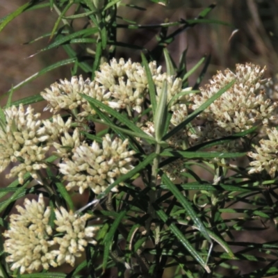 Cassinia longifolia (Shiny Cassinia, Cauliflower Bush) at Dry Plain, NSW - 14 Mar 2022 by AndyRoo