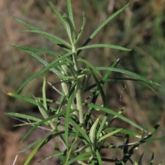 Cassinia longifolia at Dry Plain, NSW - 14 Mar 2022 01:47 PM