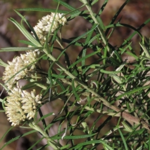 Cassinia longifolia at Dry Plain, NSW - 14 Mar 2022 01:47 PM