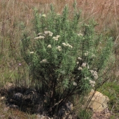 Cassinia longifolia at Dry Plain, NSW - 14 Mar 2022 01:47 PM