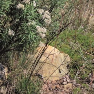 Stylidium graminifolium at Dry Plain, NSW - 14 Mar 2022