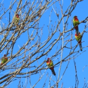 Platycercus eximius at Greenway, ACT - 7 Jul 2023