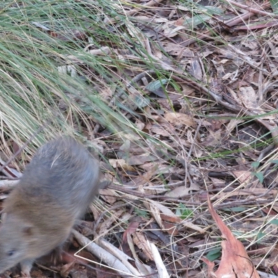 Isoodon obesulus obesulus (Southern Brown Bandicoot) at Paddys River, ACT - 25 Jun 2023 by Christine