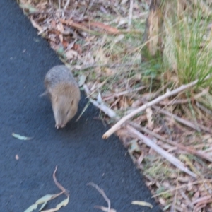 Isoodon obesulus obesulus at Paddys River, ACT - 25 Jun 2023 03:49 PM